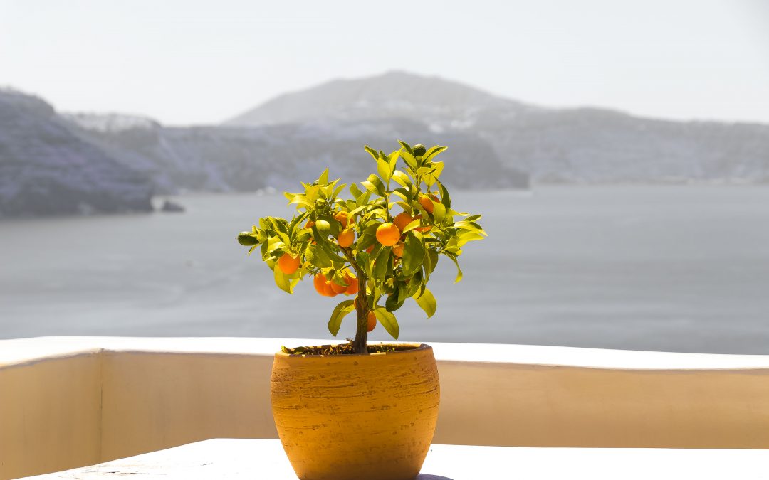 A bőség megteremtése